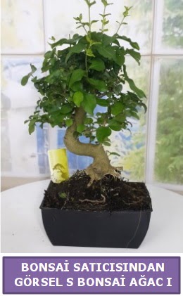 S dal eğriliği bonsai japon ağacı  İstanbul Taksim çiçek gönderme sitemiz güvenlidir 