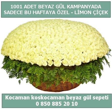 1001 adet beyaz gül sepeti özel kampanyada  İstanbul Taksim yurtiçi ve yurtdışı çiçek siparişi 