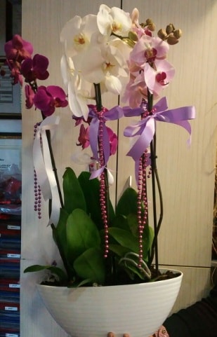 Mor ve beyaz ve pembe 6 dallı orkide  İstanbul Taksim çiçek gönderme 