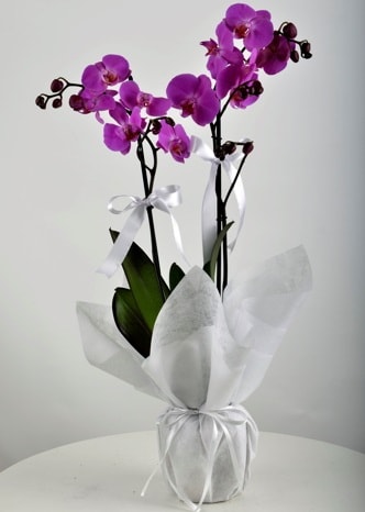 Çift dallı saksıda mor orkide çiçeği  İstanbul Taksim çiçek siparişi sitesi 
