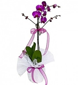 Tek dallı saksıda ithal mor orkide çiçeği  İstanbul Taksim hediye çiçek yolla 