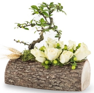 Doğal kütükte bonsai ağacı ve 7 beyaz gül  İstanbul Taksim yurtiçi ve yurtdışı çiçek siparişi 