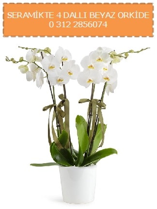 Seramikte 4 dallı beyaz orkide  İstanbul Taksim hediye çiçek yolla 