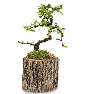 Doğal kütükte S bonsai ağacı  İstanbul Taksim çiçek gönderme sitemiz güvenlidir 