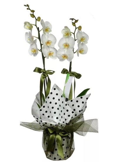 Çift Dallı Beyaz Orkide  İstanbul Taksim online çiçek gönderme sipariş 