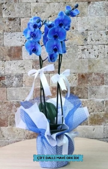 çift dallı ithal mavi orkide  İstanbul Taksim online çiçekçi , çiçek siparişi 