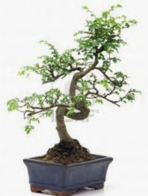S gövde bonsai minyatür ağaç japon ağacı  İstanbul Taksim çiçek gönderme sitemiz güvenlidir 